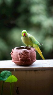 鹦鹉栖于陶制花盆上
