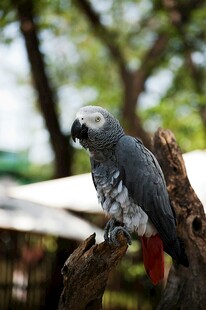 灰鹦鹉栖息于树枝间