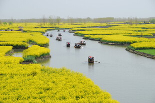 水乡油菜花间的船只美景