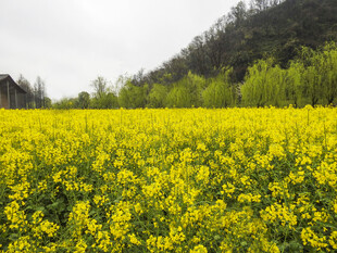 金黄油菜花海