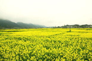 金黄油菜田