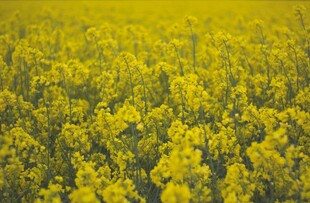 金黄油菜花田的绚烂美景