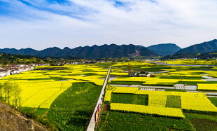 金黄梯田美景