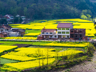 春日乡村油菜花田美景