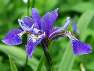 紫色鸢尾花绽放