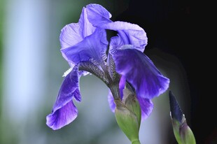 紫色鸢尾花特写