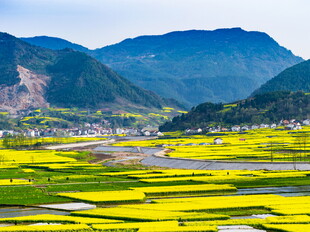 山间油菜花海田园美景