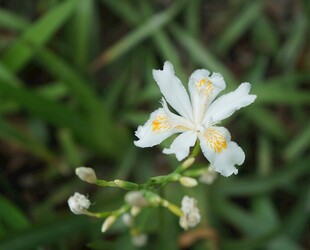 白色小花绽放于草丛间