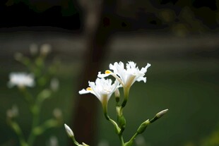 白色小花绽放绿意间