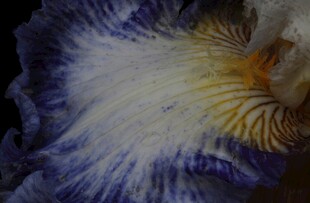 鸢尾花花瓣