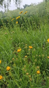 野外黄花盛开的绿色草地