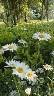 林间绽放的清新小雏菊