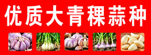 蒜种
