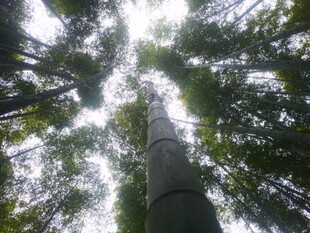 仰视森林树冠美景