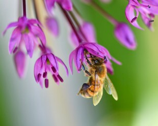 蜜蜂采蜜于紫色花朵间