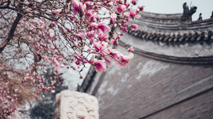 北京白云观玉兰花古建筑