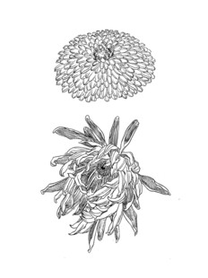 手绘花卉植物图案