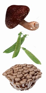 蘑菇 豌豆 豆子