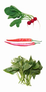 新鲜蔬菜组合