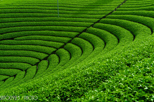 翠绿梯田茶园美景