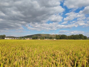 金黄稻田与远处山峦美景