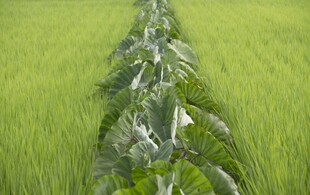 麦田中的植物特写