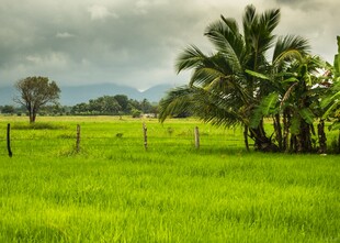 翠绿田野间的自然美景