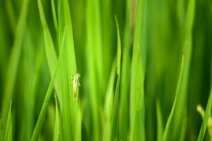 嫩绿青草特写
