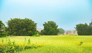 田园绿野风光