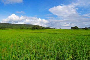 广袤绿野