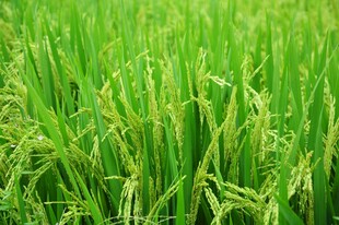 翠绿稻田生机盎然