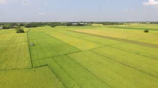 广袤翠绿农田俯瞰美景