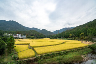 山间金黄稻田与溪流美景