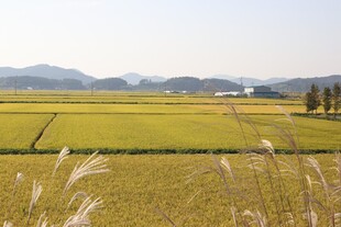 金黄稻田与远山美景