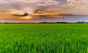 夕阳下的翠绿田野
