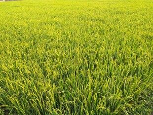 翠绿稻田