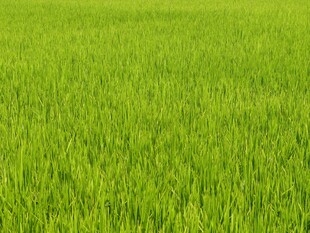 翠绿广袤的青青草地