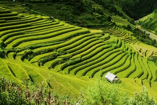 翠绿梯田中的田园风光