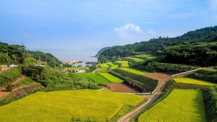 田园风光稻田美景