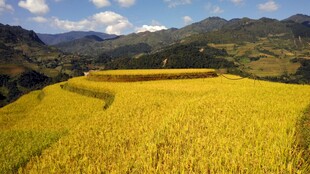 金黄田野与远山美景