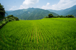 翠绿稻田与远山美景