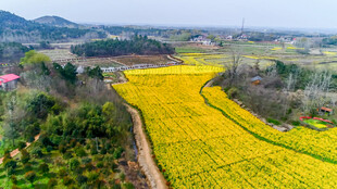 春日田野油菜花海美景