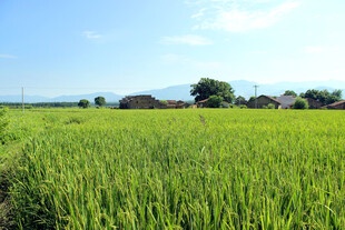 田园风光美景