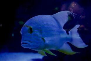 水族馆中的大型蓝色鱼类