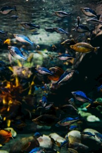 多彩水族箱中的斑斓鱼类