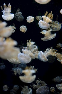 梦幻水母在水中轻盈舞动