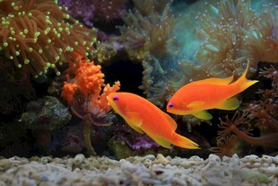 水族箱中的艳丽双橙鱼