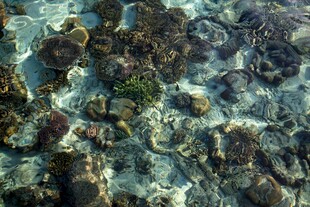 海底多彩珊瑚景观