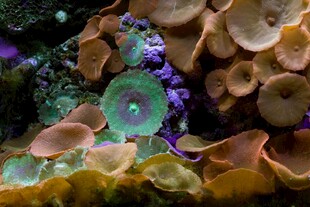 海底多彩珊瑚与神秘生物
