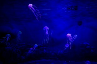 梦幻蓝调下的灵动水母
